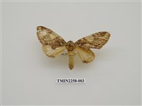 藏品(白菇舟蛾)的圖片